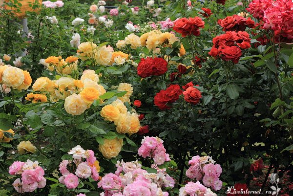 Парк Чаир распускаются розы