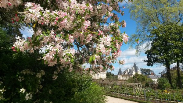 Парк Чаир розарий