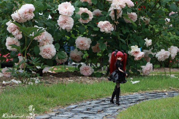 Парк Чаир розы