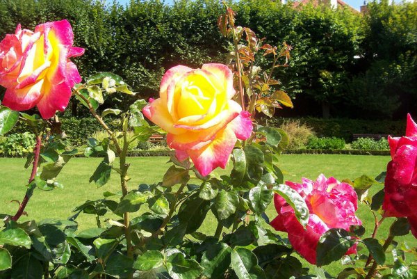 Парк Чаир розы