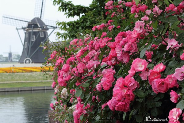 Крым парк Чаир, розы?