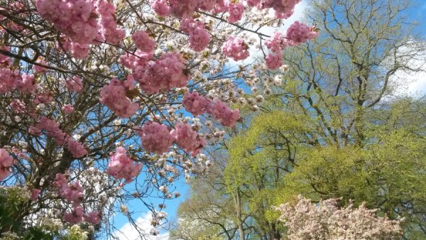 Миндаль парк Чаир