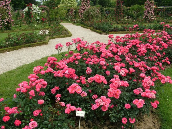 Роза флорибунда Белла