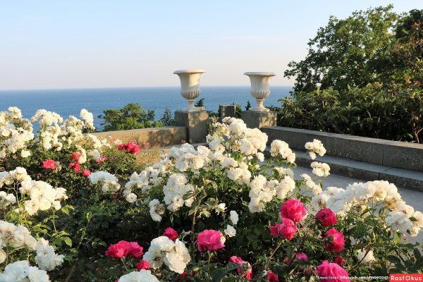 Розарии Воронцовский дворец Крым