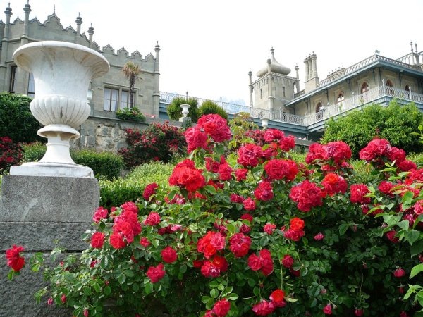 Розарии Воронцовский дворец Крым