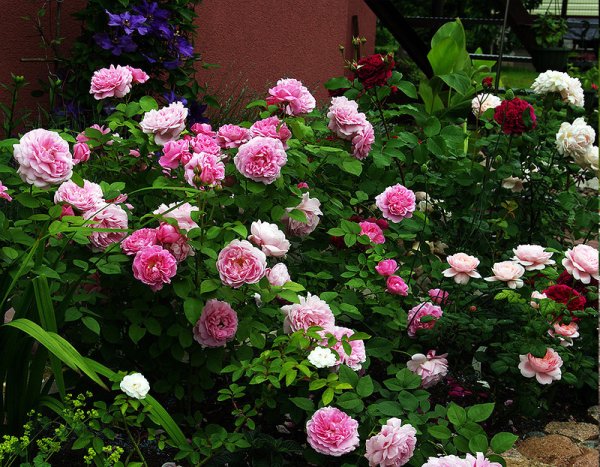 Парк Чаир расцветает миндаль