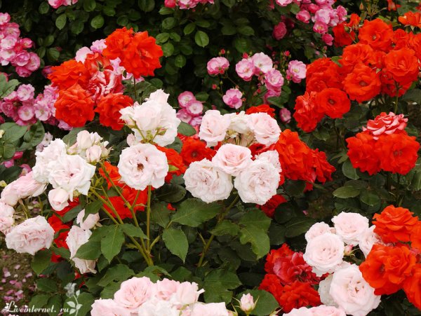 Парк Чаир розарий