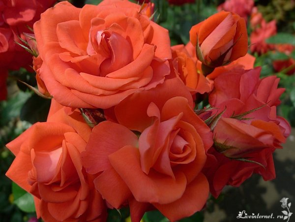 Ретро-бэнд "граммофон" -в парке Чаир