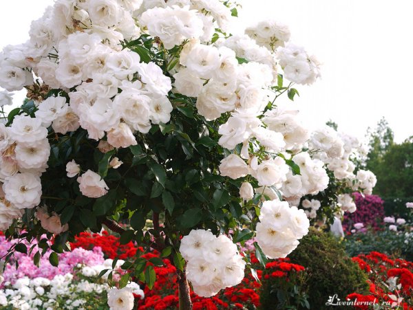 Парк Чаир розы