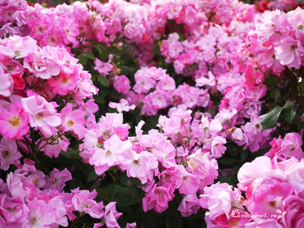 Парк Чаир расцветает миндаль