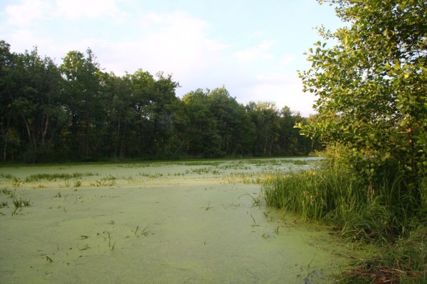 Заброшенные водоемы Подмосковья