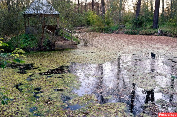 Заброшенный пруд