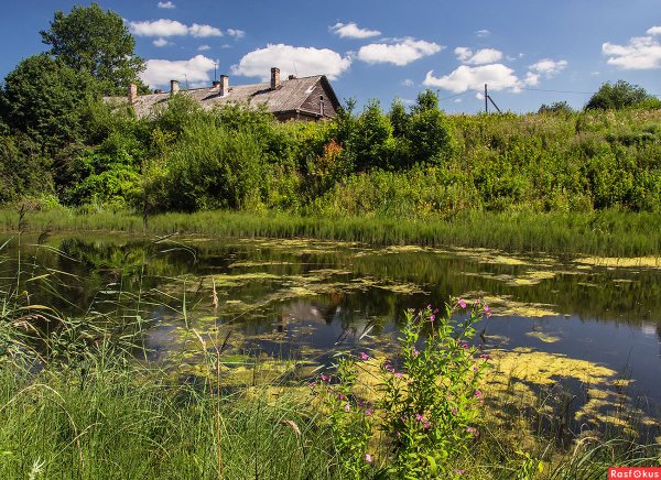 Берег заросшего пруда