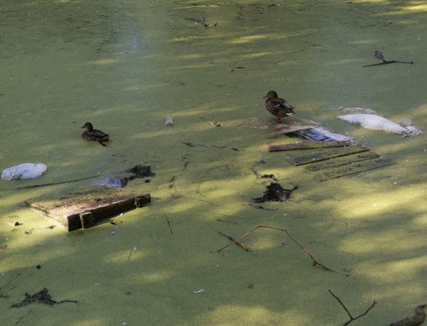 Озеро самарцы