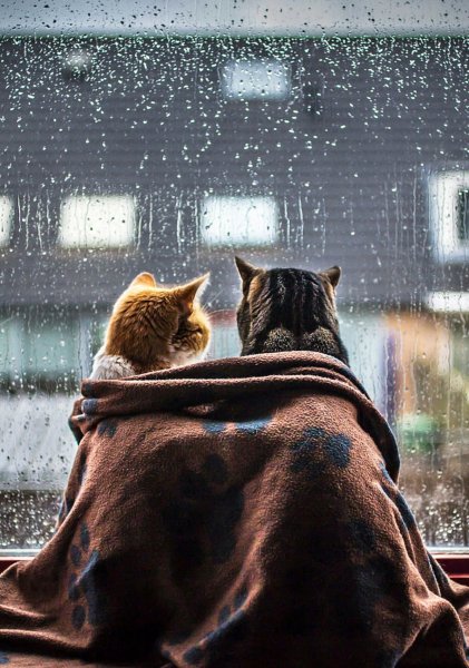 Кот и дождь