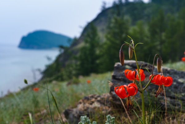Саранки на Байкале
