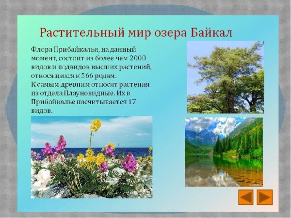 Растительный мир Прибайкалья