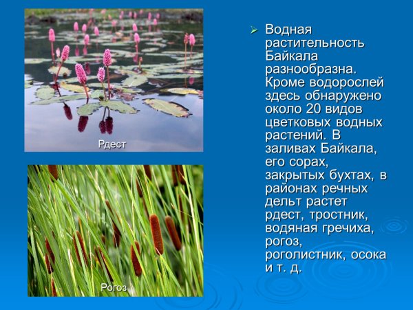 Водные растения Байкала