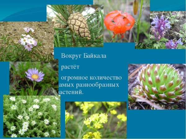 Эндемики Байкала растения