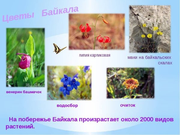 Эндемики Байкала растения