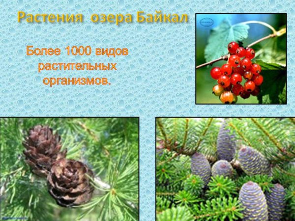 Растительный мир Байкала