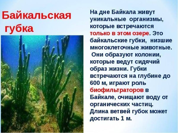 Водоросли губка в Байкале