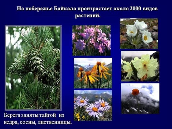 Озеро Байкал растения