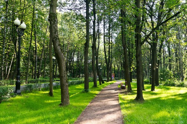 Измайловский лесопарк летом