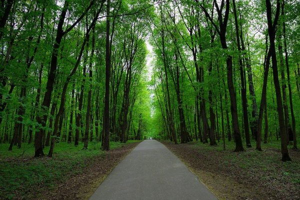 Измайловский парк лес