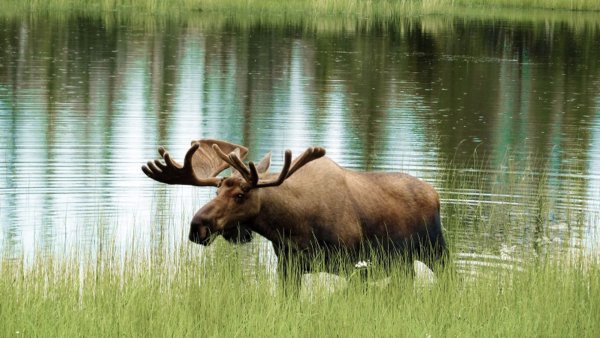 Озеро Селигер животные