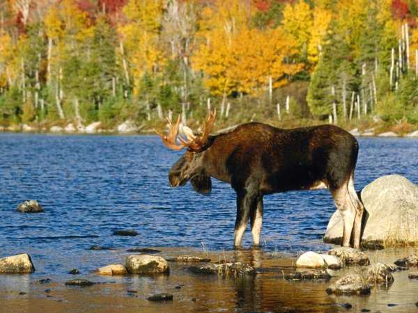 Ильменский заповедник Лось