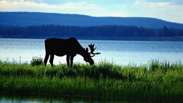 Лось в Челябинской области