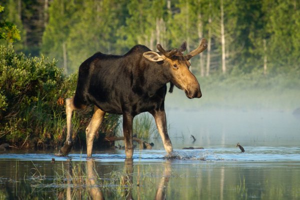 Лось в воде