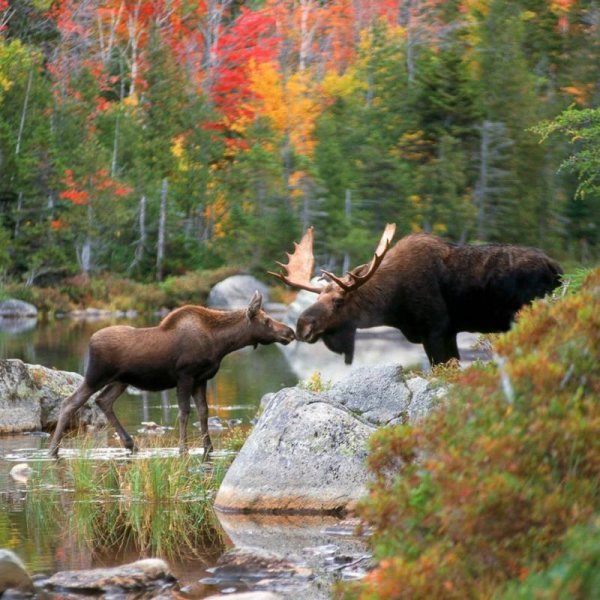 Ильменский заповедник животные Лось