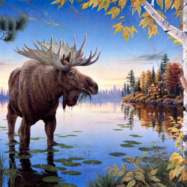 Лось в воде