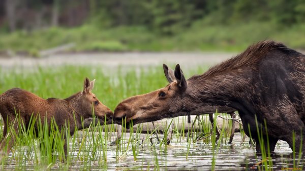 Озеро лосиха