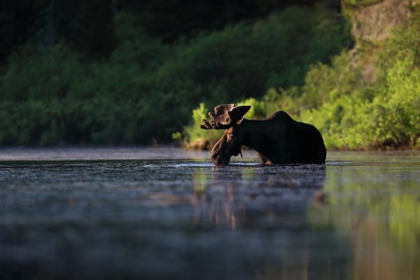 Лось в озере