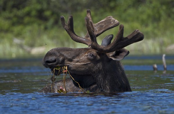 Река Чусовая Флора и фауна