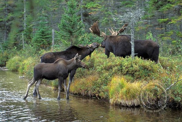 Животные рядом лоси