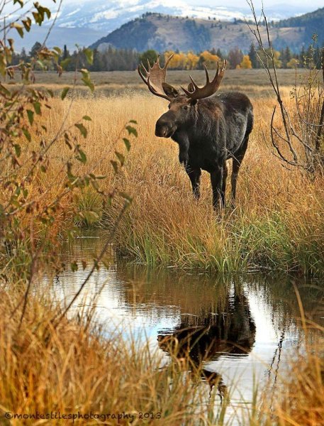 Лось в дикой природе