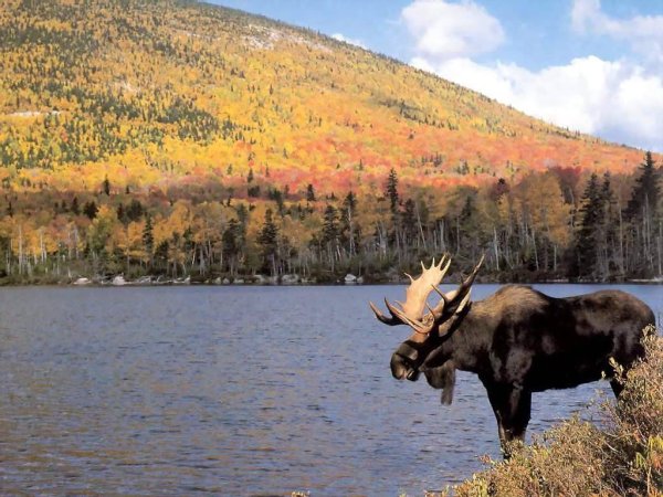 Лось в Челябинской области