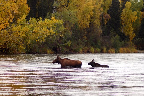 Река лосиха