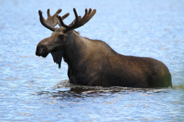 Сохондинский заповедник Забайкальского края животные