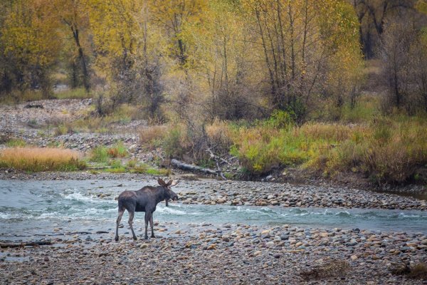 Ручей лосенок