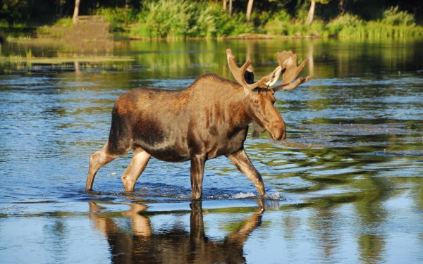 Лось в Ростовской области