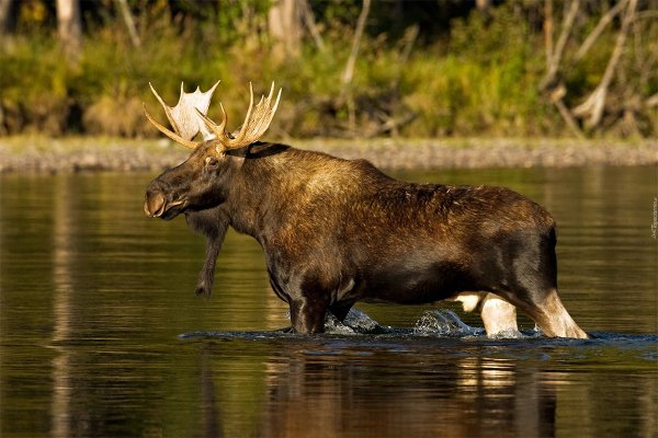 Кроноцкий заповедник Лось