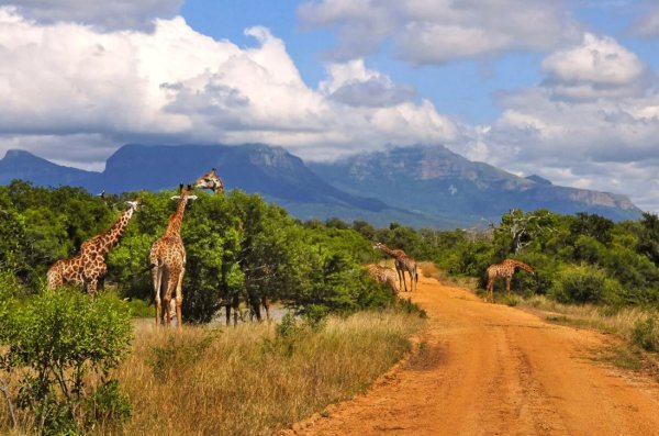 Национальный парк Крюгера в ЮАР