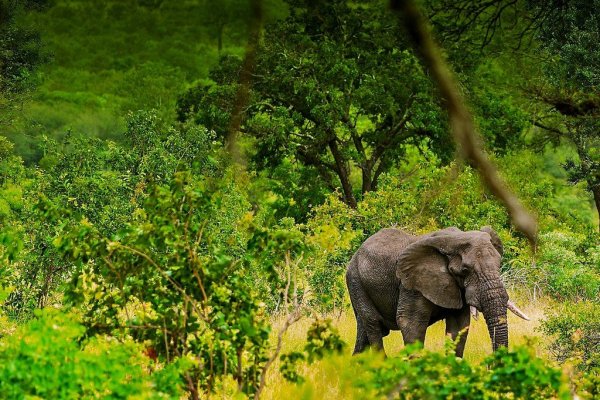 Африка национальный парк имени Крюгера.