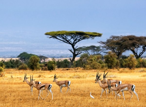 Египет природа и животные