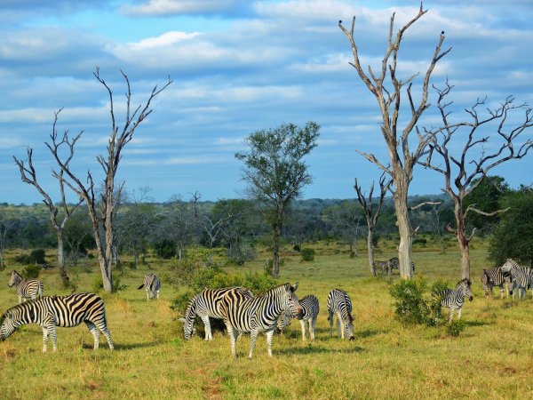 Национальный парк Крюгер (Kruger National Park)